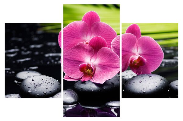 Obraz - Ružové orchidey s palmovým listom (90x60 cm)