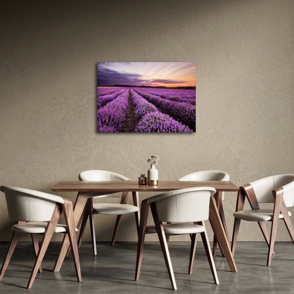 Obraz - Levanduľové pole pri západe slnka (70x50 cm)