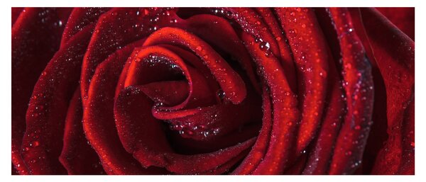 Obraz - Červená ruža s kvapkami rosy (120x50 cm)