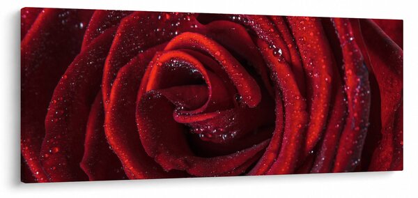 Obraz - Červená ruža s kvapkami rosy (120x50 cm)