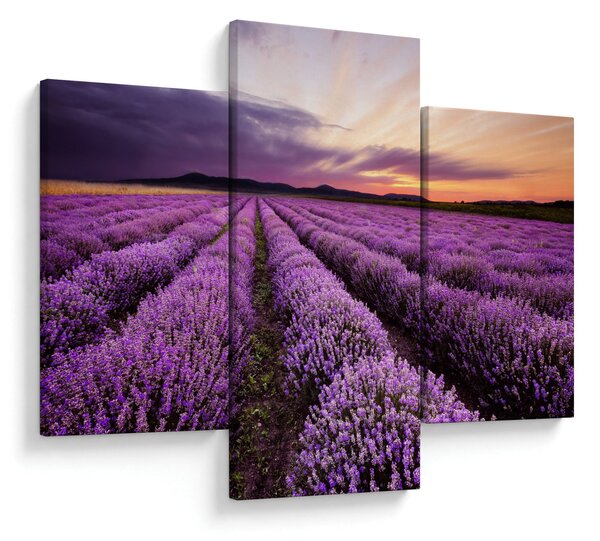 Obraz - Levanduľové pole pri západe slnka (90x60 cm)