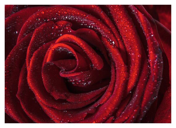 Obraz - Červená ruža s kvapkami rosy (70x50 cm)