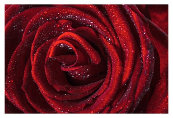 Obraz - Červená ruža s kvapkami rosy (90x60 cm)