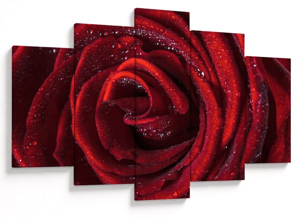 Obraz - Červená ruža s kvapkami rosy (150x105 cm)