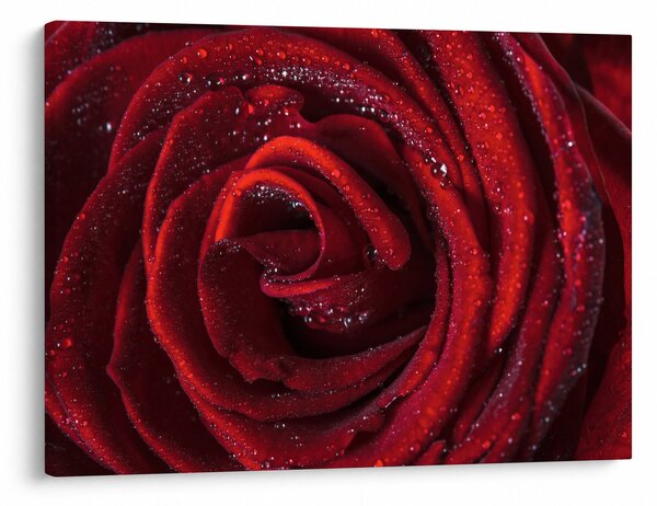Obraz - Červená ruža s kvapkami rosy (70x50 cm)