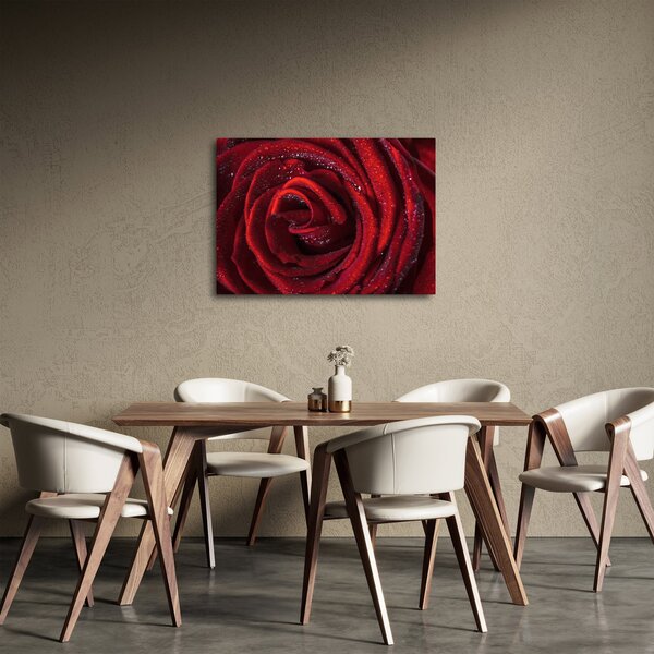 Obraz - Červená ruža s kvapkami rosy (70x50 cm)