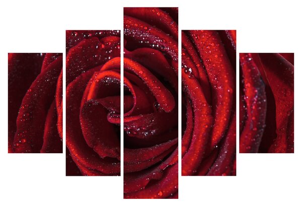 Obraz - Červená ruža s kvapkami rosy (150x105 cm)