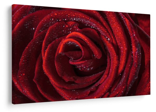 Obraz - Červená ruža s kvapkami rosy (90x60 cm)