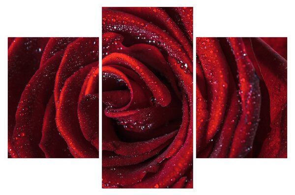 Obraz - Červená ruža s kvapkami rosy (90x60 cm)