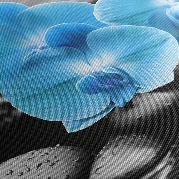 Obraz - Modrá orchidea (90x60 cm)