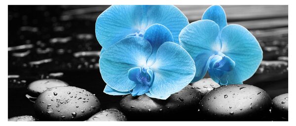 Obraz - Modrá orchidea (120x50 cm)