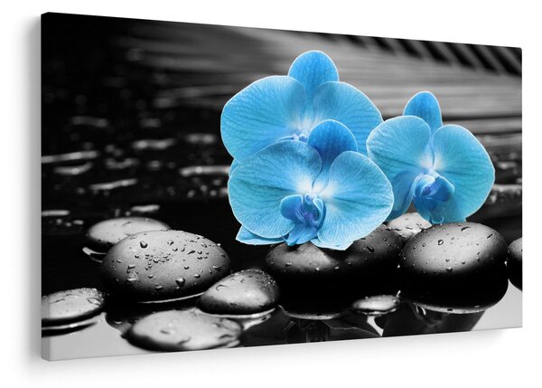 Obraz - Modrá orchidea (90x60 cm)
