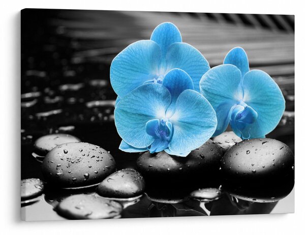 Obraz - Modrá orchidea (70x50 cm)