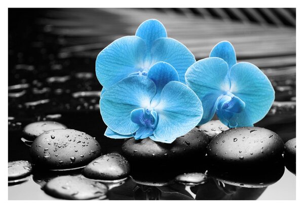 Obraz - Modrá orchidea (90x60 cm)