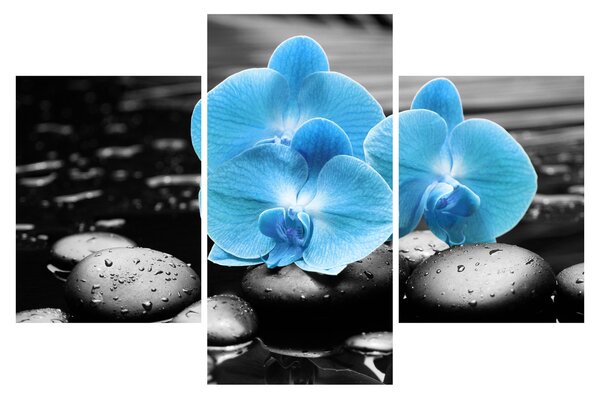 Obraz - Modrá orchidea (90x60 cm)