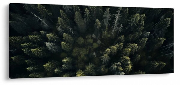 Obraz - Les (120x50 cm)