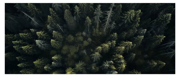 Obraz - Les (120x50 cm)