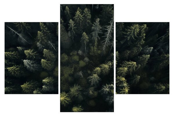 Obraz - Les (90x60 cm)
