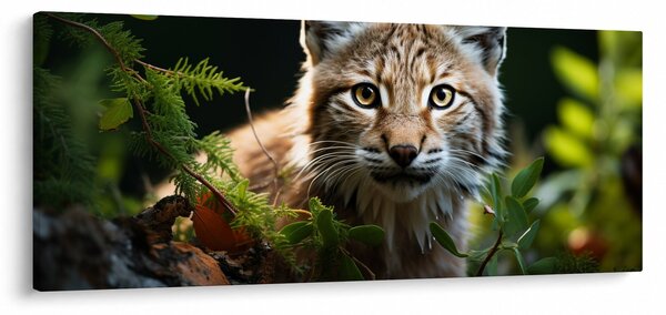 Obraz - Rys (120x50 cm)