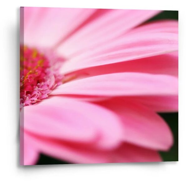 Sablio Obraz Ružová gerbera - 50x50 cm