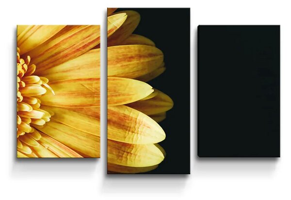 Sablio Obraz - 3-dílný Žltá gerbera - 75x50 cm