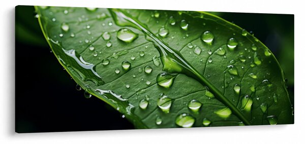Obraz - List po daždi (120x50 cm)