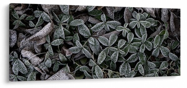 Obraz - Zamrznuté rastliny (120x50 cm)