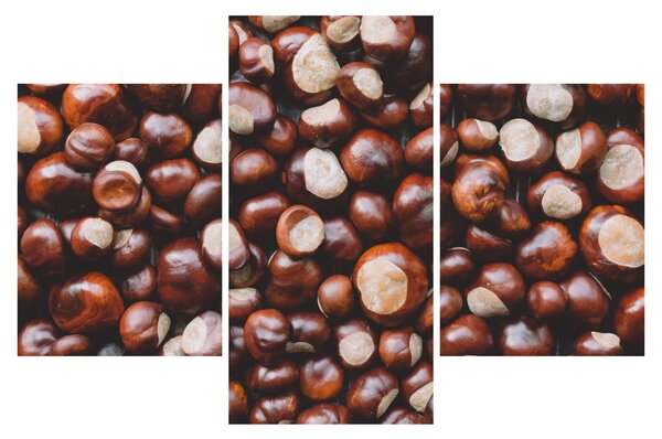 Obraz - Zrelé gaštany (90x60 cm)