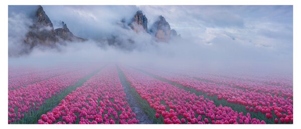 Obraz - Krajina s tulipánovými poľami (120x50 cm)