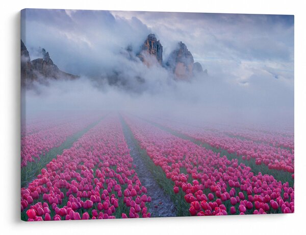 Obraz - Krajina s tulipánovými poľami (70x50 cm)