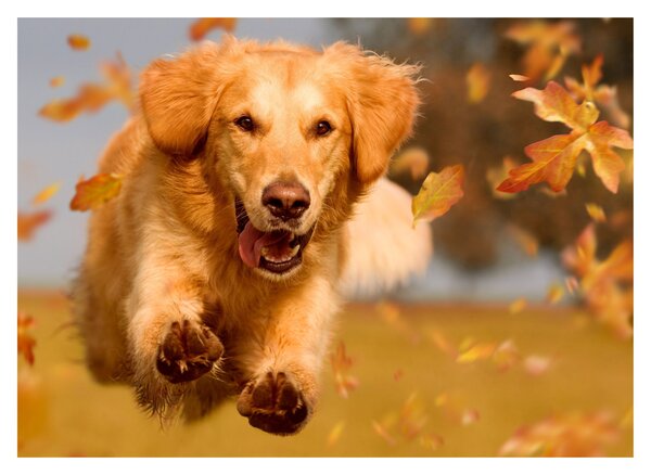 Obraz - Zlatý retriever (70x50 cm)