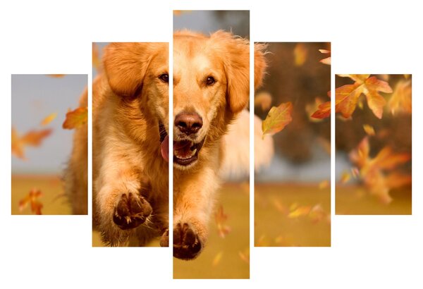 Obraz - Zlatý retriever (150x105 cm)