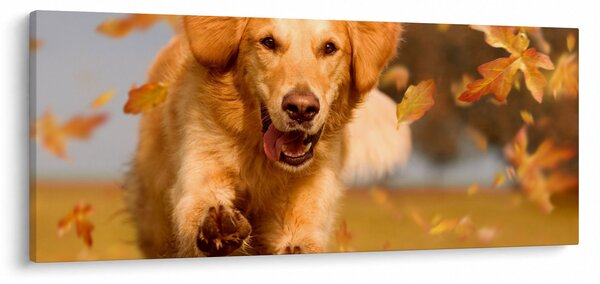 Obraz - Zlatý retriever (120x50 cm)