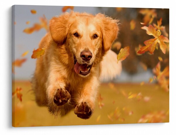 Obraz - Zlatý retriever (70x50 cm)