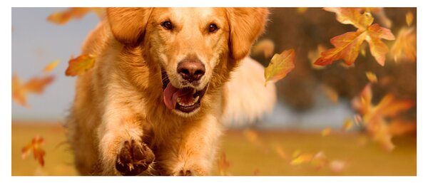 Obraz - Zlatý retriever (120x50 cm)