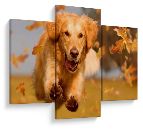 Obraz - Zlatý retriever (90x60 cm)