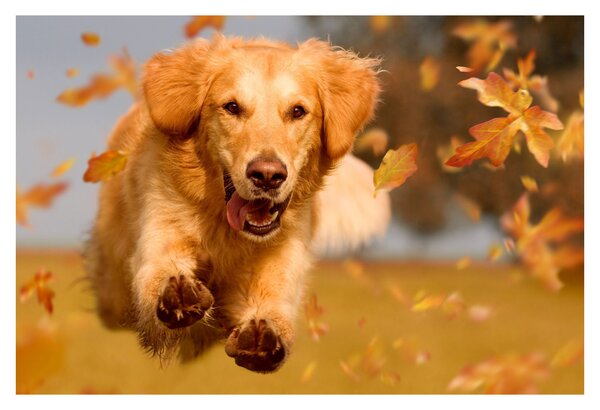 Obraz - Zlatý retriever (90x60 cm)