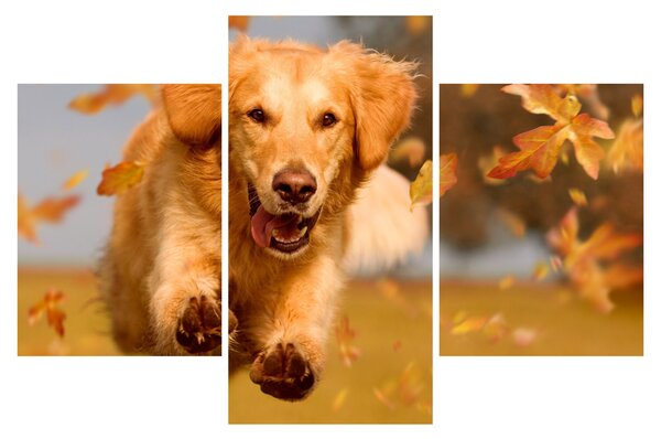 Obraz - Zlatý retriever (90x60 cm)