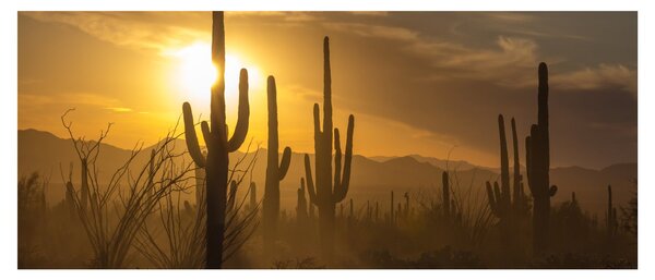 Obraz - Kaktusy Saguaro (120x50 cm)