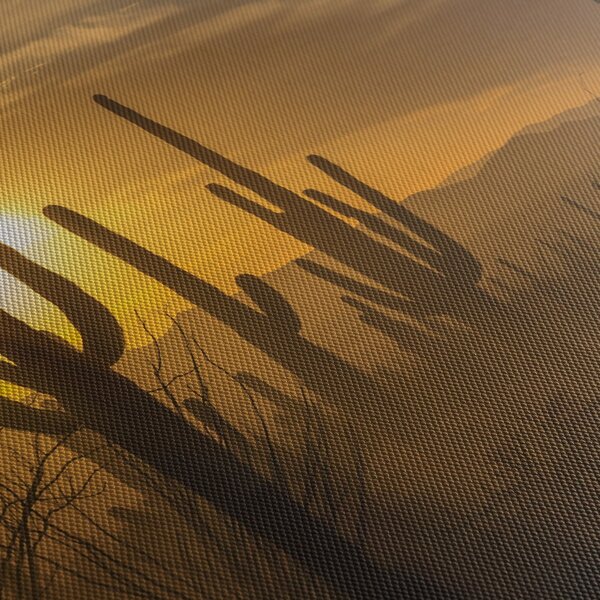 Obraz - Kaktusy Saguaro (150x105 cm)