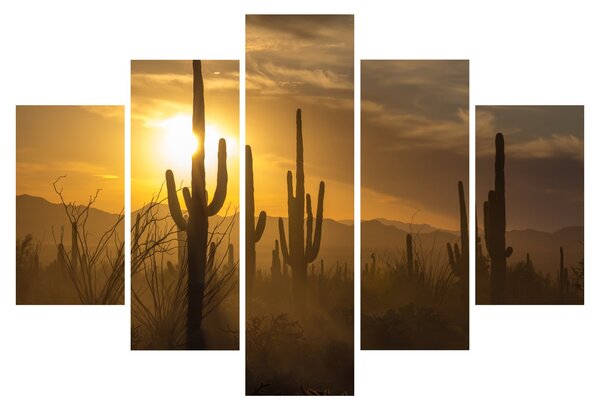 Obraz - Kaktusy Saguaro (150x105 cm)