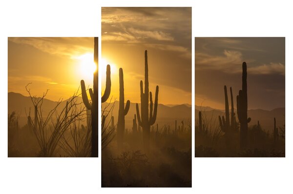 Obraz - Kaktusy Saguaro (90x60 cm)
