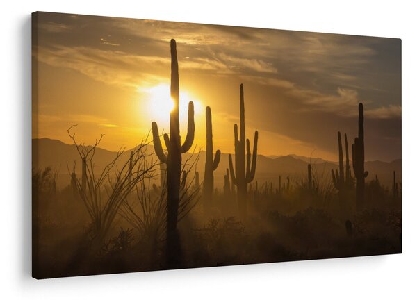 Obraz - Kaktusy Saguaro (90x60 cm)
