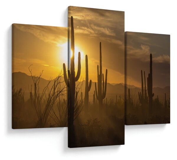 Obraz - Kaktusy Saguaro (90x60 cm)