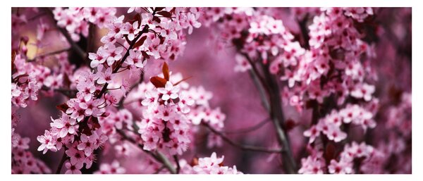 Obraz - Ružová sakura (120x50 cm)