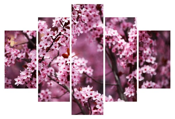 Obraz - Ružová sakura (150x105 cm)
