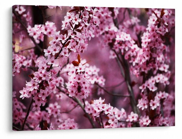 Obraz - Ružová sakura (70x50 cm)