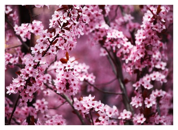 Obraz - Ružová sakura (70x50 cm)