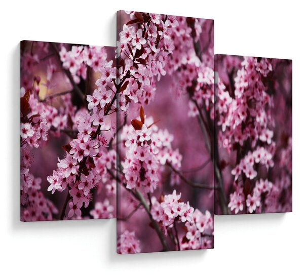 Obraz - Ružová sakura (90x60 cm)