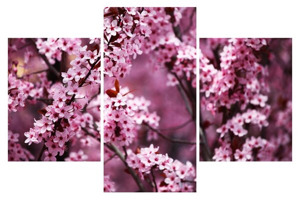 Obraz - Ružová sakura (90x60 cm)